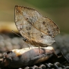 Butterfly 1