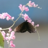 Butterfly 3