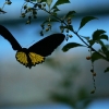 Butterfly 8