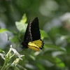 Butterfly 7