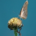 Butterfly 9