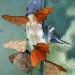 Butterfly 17
