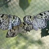 Butterfly 14