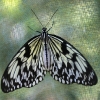 Butterfly 15