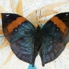 Butterfly 2