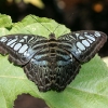 Butterfly 13