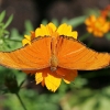 Butterfly 16