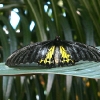 Butterfly 11