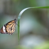 Butterfly 5