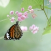 Butterfly 4