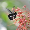 Butterfly 12