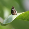 Butterfly 6