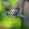 Butterfly 10
