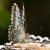 Butterflies 2-1