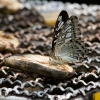 Butterflies 2-2