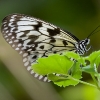 Butterflies 2-3