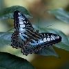 Butterflies 2-4