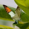 Butterflies 2-6