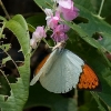 Butterflies 2-7