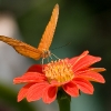 Butterflies 2-8