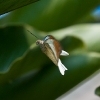 Butterflies 2-9