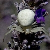 Crab Spider 1