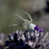 Crab Spider 3