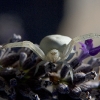 Crab Spider 4
