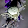 Crab Spider 2