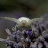 Crab Spider 5