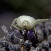 Crab Spider 6