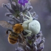 Crab Spider 7