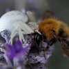 Crab Spider 8