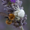 Crab Spider 9