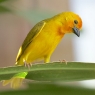 Golden Palm Weaver 1