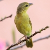 Golden Palm Weaver 3