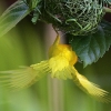 Golden Palm Weaver 9