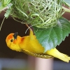 Golden Palm Weaver 10