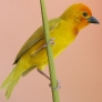 Golden Palm Weaver 2