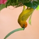 Golden Palm Weaver 11