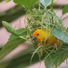 Golden Palm Weaver 6