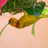 Golden Palm Weaver 12