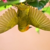 Golden Palm Weaver 13