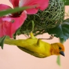 Golden Palm Weaver 14