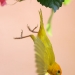 Golden Palm Weaver 15