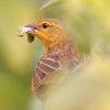 Golden Palm Weaver 5