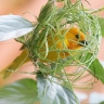 Golden Palm Weaver 8