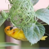 Golden Palm Weaver 7