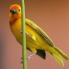 Golden Palm Weaver 4