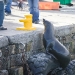 Kalk Bay 13